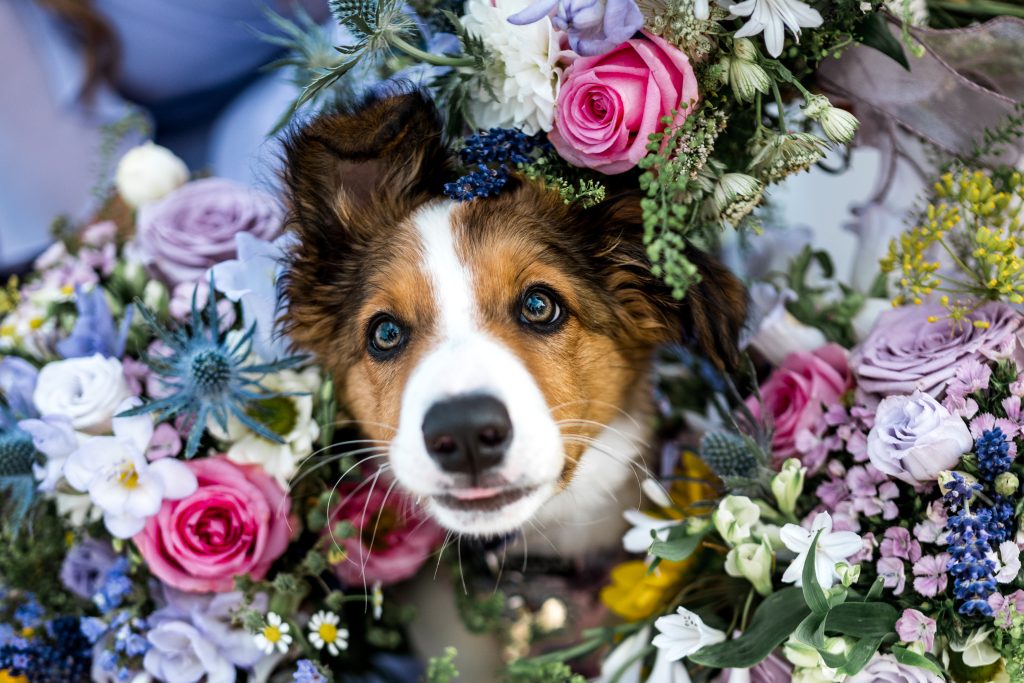 Dog sitting in wedding flowers